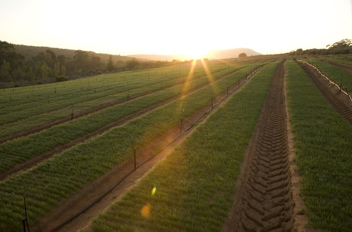全世界只有南非這個國家有生長此種植物
